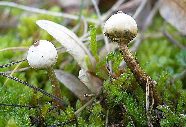 I  Funghi  dopo  l''Uragano